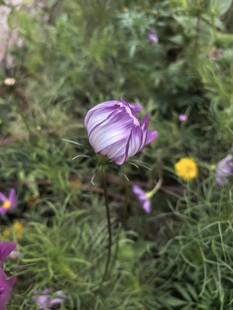紫色花朵绽放于草丛间