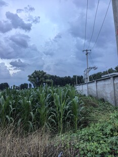 乡村田野边的玉米与天空