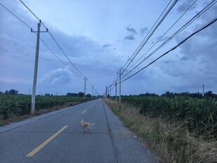 乡村道路上的悠闲小狗