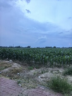 田野中的玉米种植地