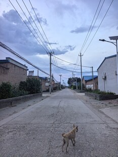 乡村小道上独行的小狗