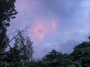 晚霞中的树梢美景