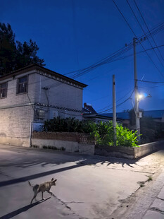 夜晚小巷中的猫咪与房屋
