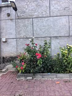 墙边盛放的多彩花卉