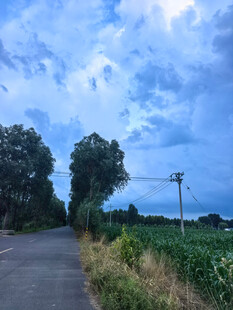 乡间小路旁的田野风光
