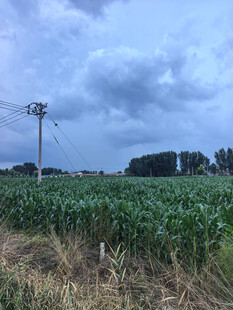 田野中的电线杆与玉米地
