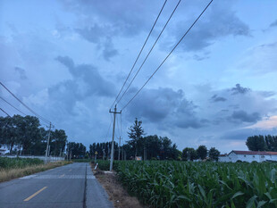 乡村公路边的田野与电线