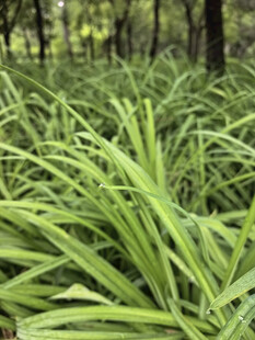 茂密葱郁的绿色植物景观
