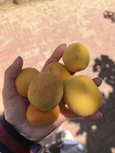 手中捧握的金黄杏子
