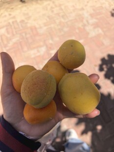 手中的鲜黄杏子