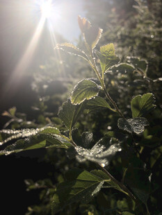 阳光洒落绿意盎然的枝叶