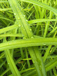 带水珠的翠绿交错草茎