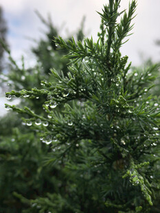 翠绿枝叶上的晶莹水珠