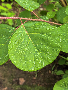 雨后绿叶水珠晶莹剔透
