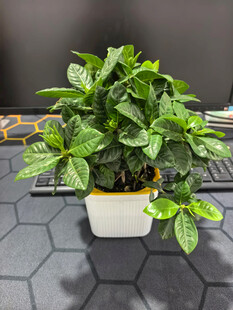 白色花盆中的翠绿观叶植物