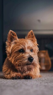 狗