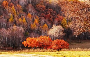 秋日山林