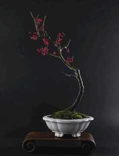盆景