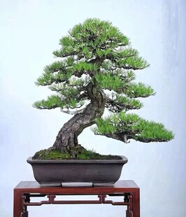 盆景