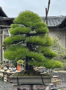 盆景