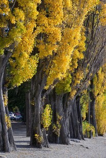 林荫道