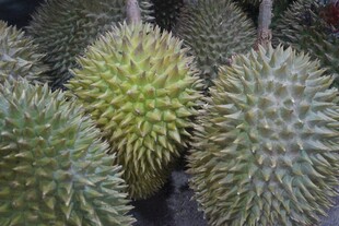 新鲜带刺的榴莲果实