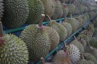 货架上摆放的新鲜榴莲