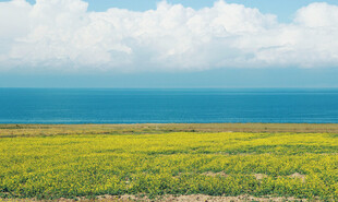 金黄田野与蓝天碧海美景