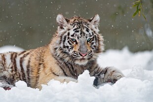 雪地中的威猛老虎