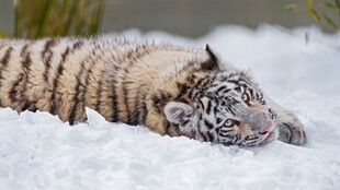 雪地中休憩的小老虎