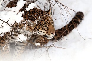 雪地中的猎豹
