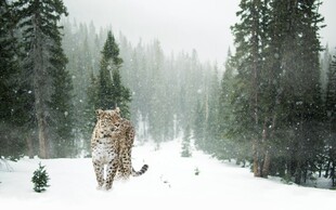 雪地中独行的威猛老虎