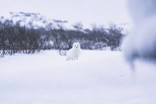 雪地中的孤独白色动物