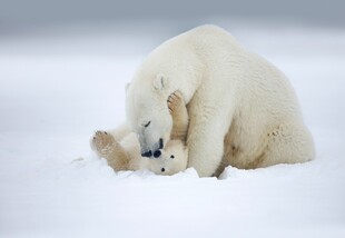 孤独北极熊于雪地中休憩