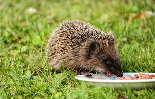 草地上进食的小刺猬
