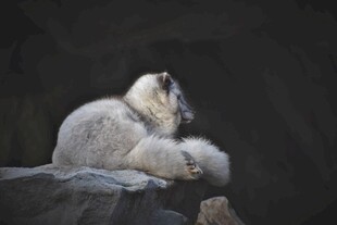 蜷卧石上的白狐
