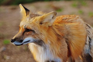 野外赤狐特写