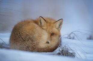 雪地中蜷缩的可爱小狐狸
