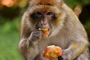 猴子进食