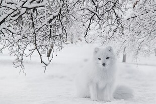 雪地中的白狐