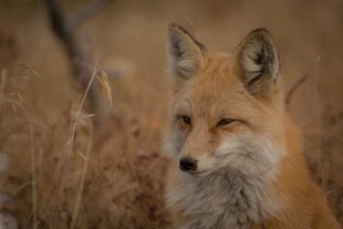 田野中的红狐