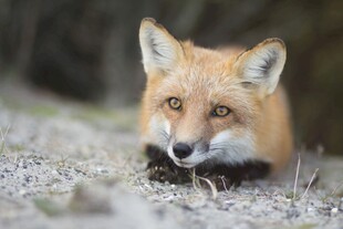 野外红狐特写