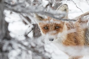 雪地中探头的狐狸