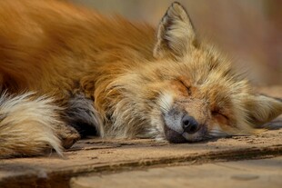 酣睡的狐狸