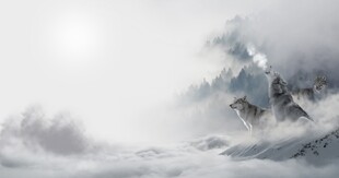 雪山云海间三只狼
