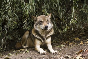 林间休憩的狼犬