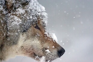 雪中孤狼