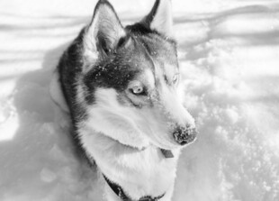 雪地中的哈士奇