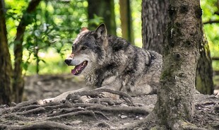森林中休憩的灰狼