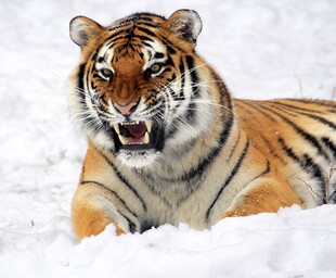 雪地中的威猛老虎